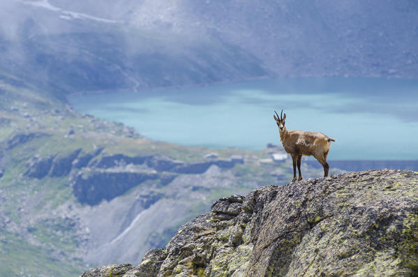 Chamois on a rocky slope (Valle dell'Orco, Gran Paradiso National Park, Piedmont, Italy)