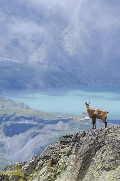 Chamois on a rocky slope (Valle dell'Orco, Gran Paradiso National Park, Piedmont, Italy)