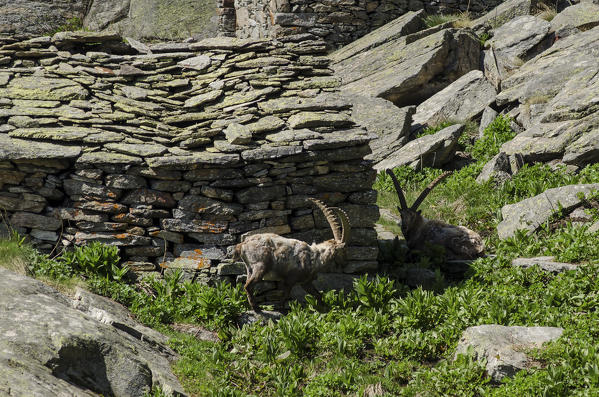 Ibex near an old alpage (Valsavarenche, Gran Paradiso National Park, Aosta Valley, Italy)