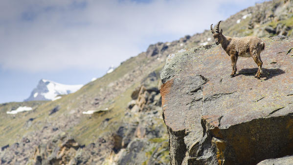 Young ibex on a stone (Valsavarenche, Gran Paradiso National Park, Aosta Valley, Italy)