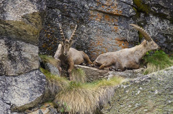 Sleeping ibex (Valsavarenche, Gran Paradiso National ParkAosta Valley, Italy)