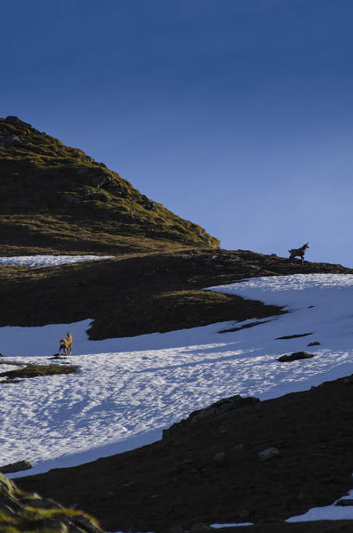 Two chamois (Soana Valley, Gran Paradiso National Park, Piedmont, Italy)