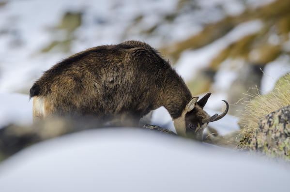 Chamois (Valsavarenche, Aosta Valley, Italian alps)