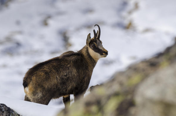 Chamois (Valsavarenche, Aosta Valley, Italian alps)