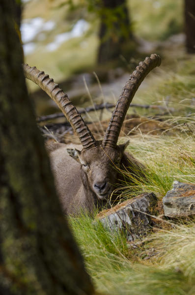 Capra ibex (Valsavarenche, Aosta Valley, Italian alps)