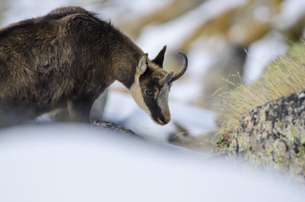 Chamois (Valsavarenche, Aosta Valley, Italian alps)