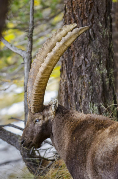 Capra ibex (Valsavarenche, Aosta Valley, Italian alps)