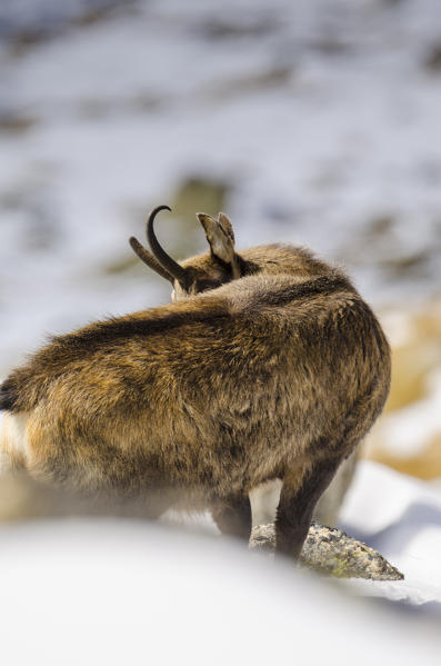 Chamois (Valsavarenche, Aosta Valley, Italian alps)