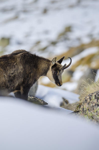 Chamois (Valsavarenche, Aosta Valley, Italian alps)