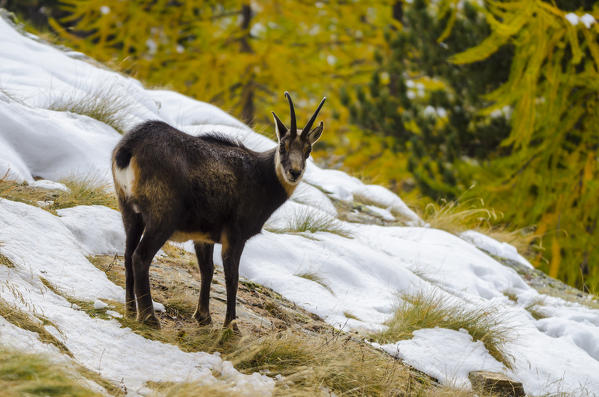 Chamois (Valsavarenche, Aosta Valley, Italian alps)