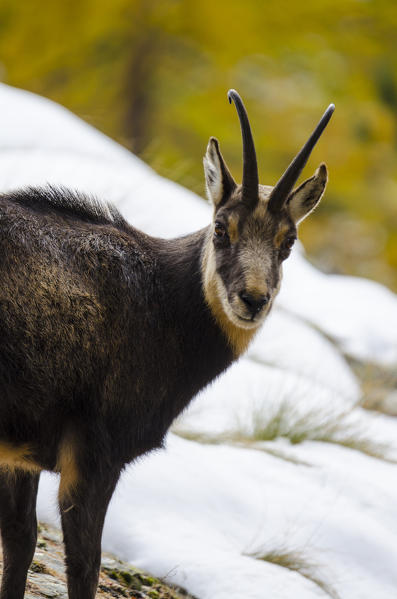 Chamois (Valsavarenche, Aosta Valley, Italian alps)