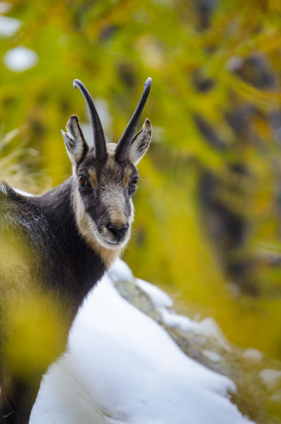 Chamois, with autumnal's colours (Valsavarenche, Aosta Valley, Italian alps)