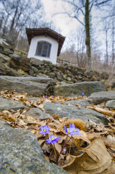 Liveworth on the path (Gressoney Valley, Aosta Valley, Italian alps)