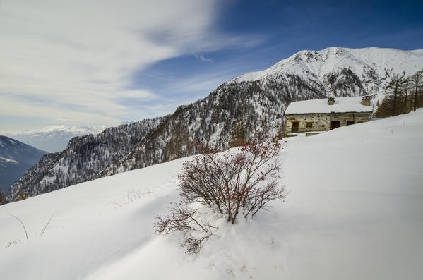 Rosehip near a cottage (Gressoney Valley, Aosta Valley, Italian alps)