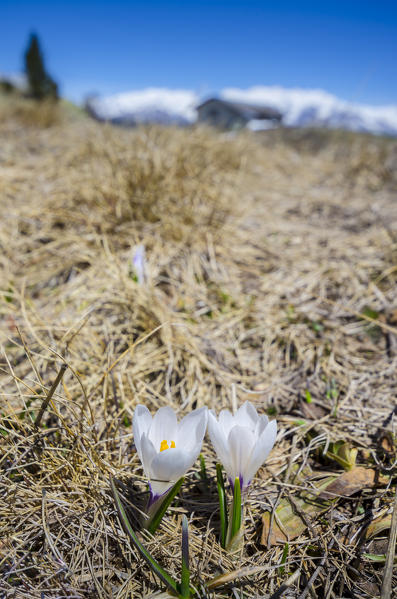 Crocus (Val Chalamy, Mont Avic Natura Park, Aosta Valley, Italy)