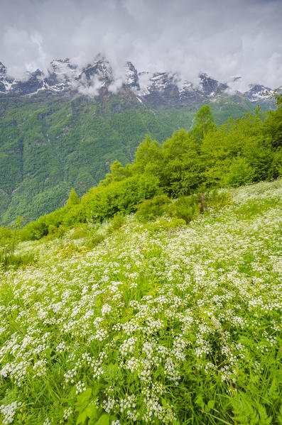 Meadow in springtime (Orco Valley, Gran Paradiso National Park, Piedmont, Italy)