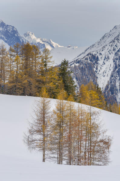 Larches in late autumn (La Thuile Valley, Aosta Valley, Italy, Italian alps)