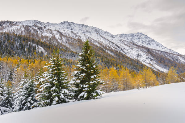 Larches and spruce in late autumn (La Thuile Valley, Aosta Valley, Italy, Italian alps)