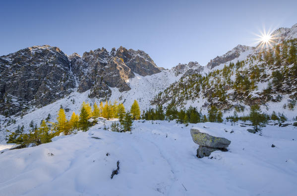 Larches illuminated by the morning sun (Orco valley, Gran Paradiso National Park, Piedmont, Italy, Italian alps)