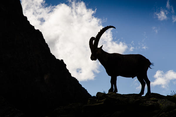 Ibex in silhouette (Pò Valley, Piedmont, Italy)