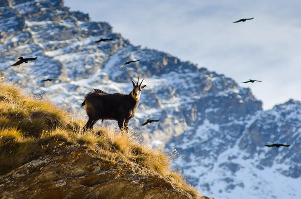 Chamois (Orco Valley, Gran Paradiso National Park, Piedmont, Italy)