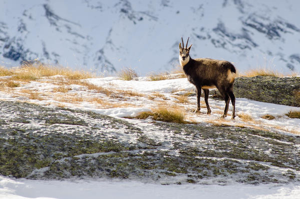 Chamois (Orco Valley, Gran Paradiso National Park, Piedmont, Italy)