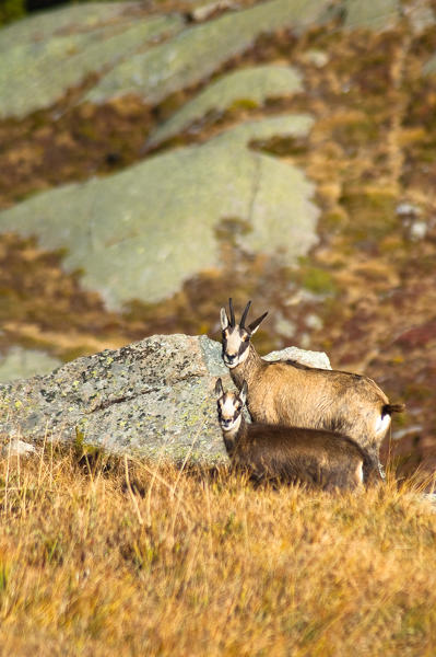 A mother with her little chamois, in an autumn's afternoon. (Valsavarenche, Gran Paradiso National Park, Aosta Valley, Italy)