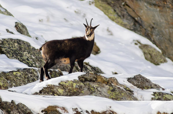 Chamois (Valsavarenche, Gran Paradiso National Park, Aosta Valley, Italy) 