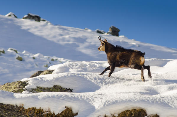 A male of chamois (Valsavarenche, Gran Paradiso National Park, Aosta Valley, Italy) 