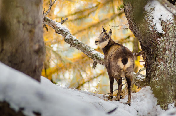 A chamois is looking us, in the woods with the first snow. (Valsavarenche, Gran Paradiso National Park, Aosta Valley, Italy)