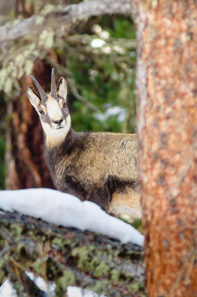 A young chamois in the woods. (Valsavarenche, Gran Paradiso National Park, Aosta Valley, Italy)