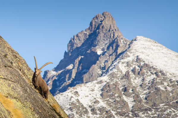 A big ibex on a steep wall, with the peak of Gran Nomenon in the backgrond. (Valsavarenche, Gran Paradiso National Park, Aosta Valley, Italy)