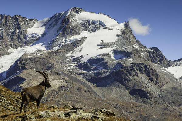 Ibex in front of Gran Paradiso (Valsavarenche, Gran Paradiso National Park, Aosta valley; Italy)