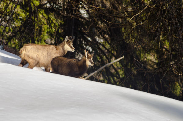 A chamois with her son of one years old, in springtime. (Valsavarenche, Gran Paradiso National Park, Aosta Valley, Italy)