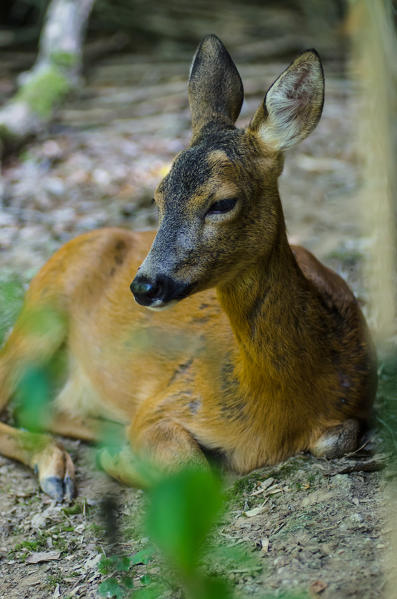 Roe (Ticino's Park, Province of Pavia, Lombardy, Italy)
