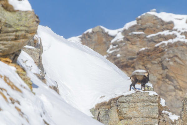 Lonely chamois on a rock, Orco Valley, Gran Paradiso National Park, Piedmont, Province of Turin, Italian alps, Italy