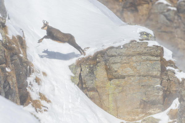 Jumping chamois on a snowy slope, Orco Valley, Gran Paradiso National Park, Piedmont, Province of Turin, Italian alps, Italy