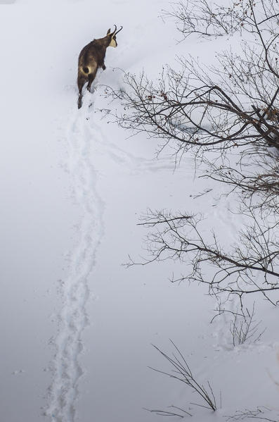 Chamois searching food, Valsavarenche, Aosta Valley, Gran Paradiso National Park, Italian alps, Italy