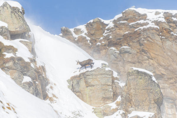 Chamois on a steep slope, Orco Valley, Gran Paradiso National Park, Piedmont, Province of Turin, Italian alps, Italy
