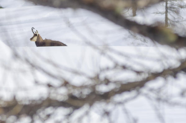 Chamois just over the woods in Valsavarenche, Aosta Valley, Gran Paradiso National Park, Italian alps, Italy