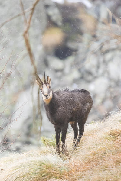 Chamois under the first winter's snow, Ciamousseretto valley, Orco Valley, Gran Paradiso National Park, Piedmont, Province of Turin, Italian alps, Italy