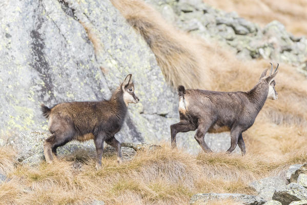 Chamois mother and son, Ciamousseretto, Orco Valley, Gran Paradiso National Park, Piedmont, Province of Turin, Italian alps, Italy