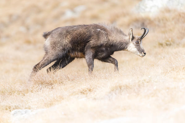 Chamois in the autumn prairie, Ciamousseretto, Orco Valley, Gran Paradiso National Park, Piedmont, Province of Turin, Italian alps, Italy