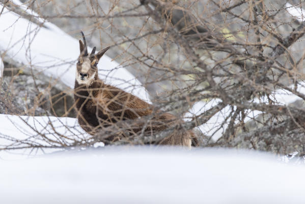 Chamois behind branches of larch, Campiglia Soana, Gran Paradiso National Park, Valle Soana, Piedmont, province of Turin, Italian alps, Italy