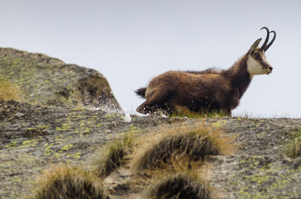 Chamois in springtime (Soana valley, Piedmont, Gran Paradiso National Park, Italy)