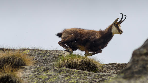 Chamois running (Soana valley, Piedmont, Gran Paradiso National Park, Italy)