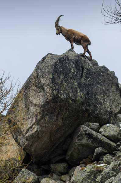 Ibex in springtime (Soana Valley, Piedmont, Gran Paradiso National Park, Italy)