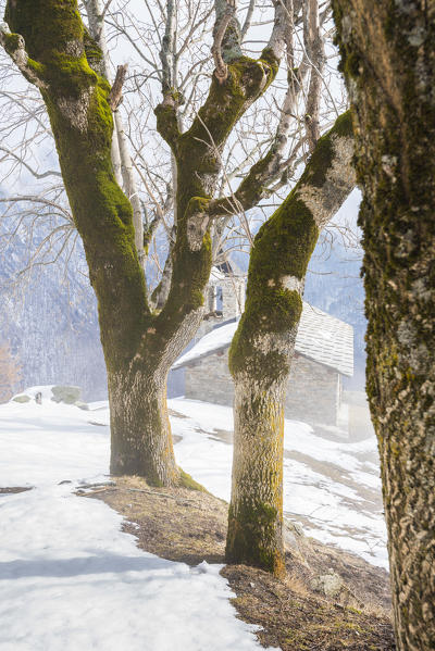Little church behind trees, Andorina, Valle Soana, Gran Paradiso National Park, Piedmont, Italian alps, Italy