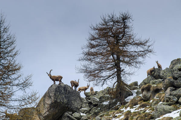 Herd of ibexes (Soana Valley, Piedmont, Gran Paradiso National Park, Italy)