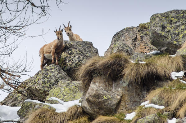 Young ibexes (Soana Valley, Piedmont, Gran Paradiso National Park, Italy)